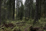 Sweden, Zweden, Ragunda, Revaberget, Reva mountain, Bispgården, Meåfallet, Lugnåfallet