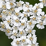 Achillea millefolium