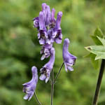 Aconitum lycoctonum