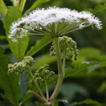 Angelica sylvestris