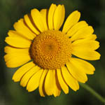 Anthemis tinctoria