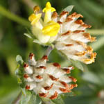 Anthyllis vulneraria