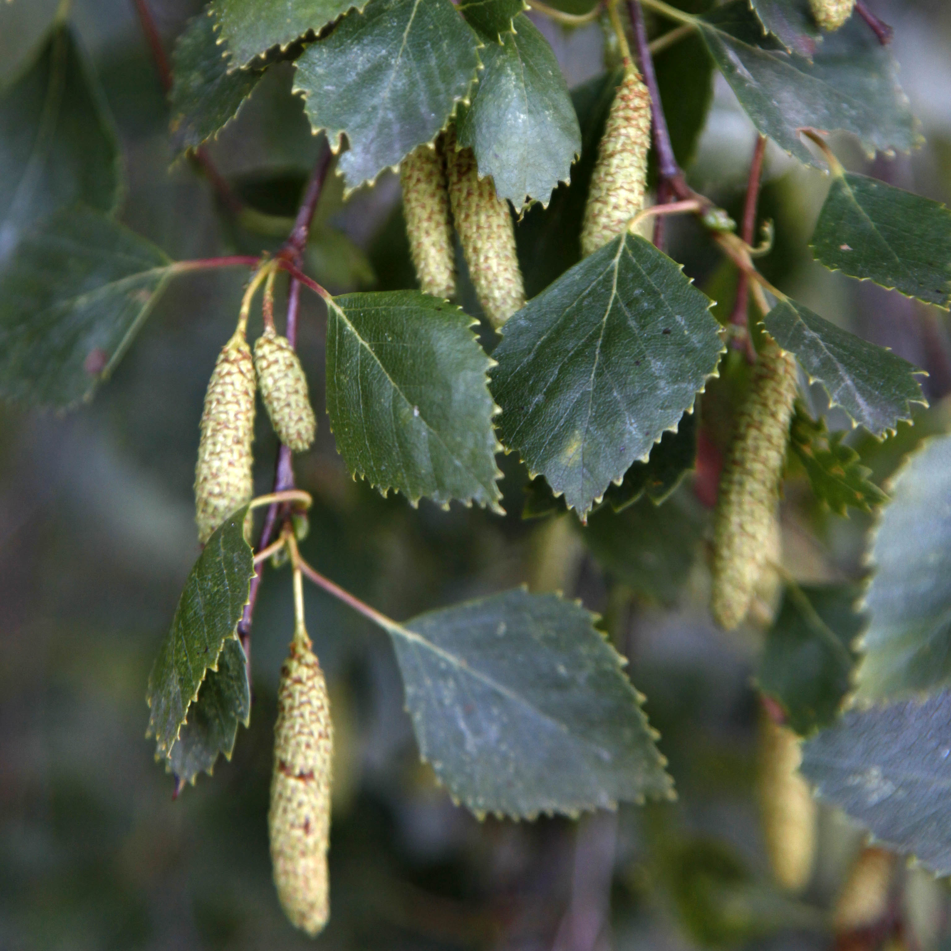 Betula pendula