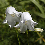 Campanula persicifolia