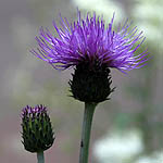 Cirsium arvense