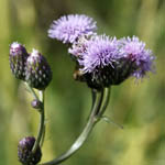 Cirsium arvense