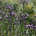 Cirsium arvense