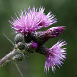 Cirsium palustre