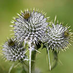 Cirsium vulgare