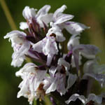 Dactylorhiza maculata