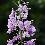 Epilobium angustifolium