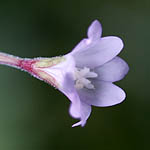 Epilobium collinum