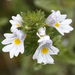 Euphrasia stricta