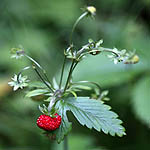 Fragaria vesca