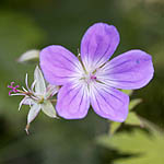 Geranium sylvaticum