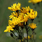 Hieracium umbellatum