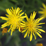 Hieracium umbellatum