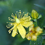 Hypericum perforatum