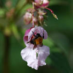 Impatiens glandulifera