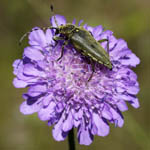 Knautia arvensis