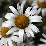 Leucanthemum vulgare