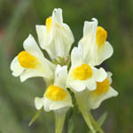 Linaria vulgaris