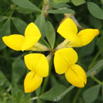 Lotus corniculatus