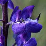 Lupinus polyphyllus