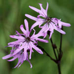 Lychnis flos-cuculi