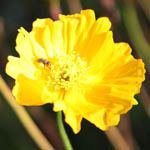 Papaver croceum