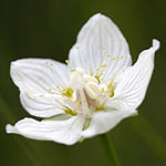 Parnassia palustris