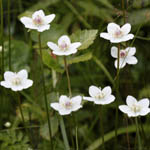 Parnassia palustris