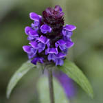 Prunella vulgaris