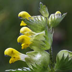 Rhinanthus serotinus