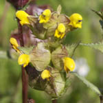 Rhinanthus serotinus