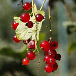 Ribes rubrum