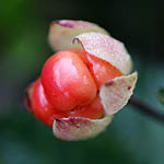 Rubus chamaemorus