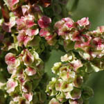 Rumex longifolius