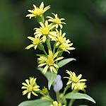 Solidago virgaurea