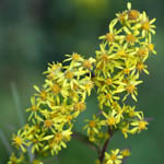 Solidago virgaurea