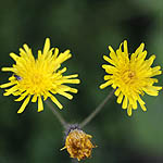 Sonchus arvensis