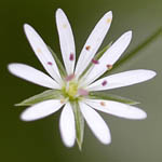 Stellaria graminea