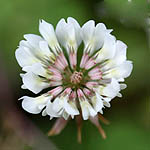 Trifolium repens