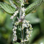 Urtica dioica