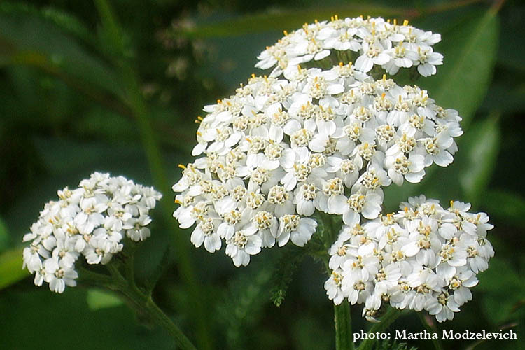 Sweden Flowers, Achillea millefolium, Röllika, Wiesen-Schafgarbe, Gewoon duizendblad, Yarrow