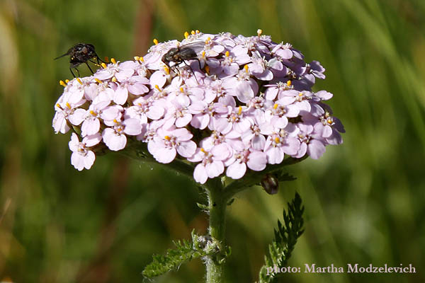 Achillea millefolium, Yarrow, Soldier's woundwort, Wiesen-Schafgarbe, Gewoon duizendblad, Röllika