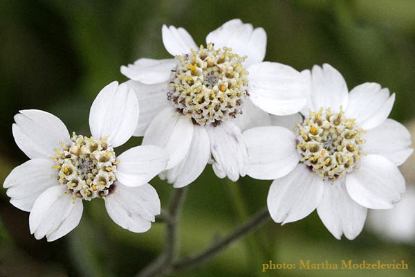 Flowers of Sweden