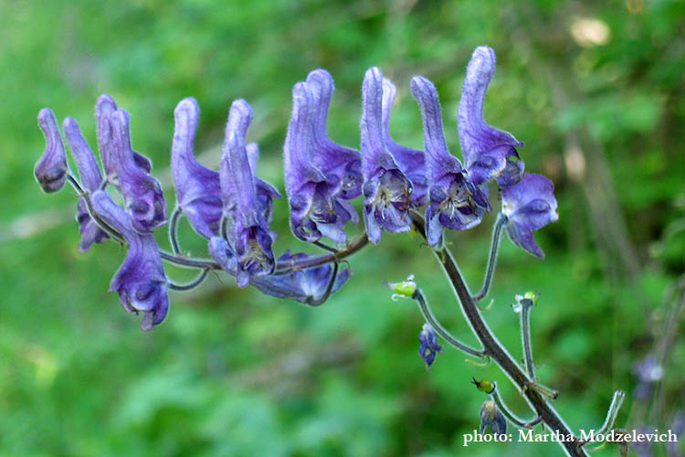 Sweden Flowers: Aconitum lycoctonum, Northern Wolf's-bane, Gelber Eisenhut, Nordisk stormhatt