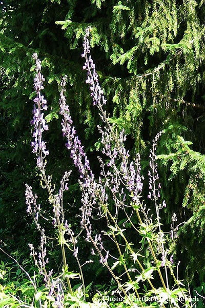 Aconitum lycoctonum, Northern Wolf's-bane, Gelber Eisenhut,Monnikskap, Nordisk stormhatt