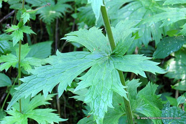 Flora of Sweden online, Native plants, Schweden